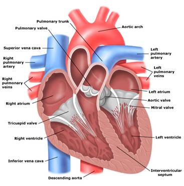Labeled educational illustration of the heart showing chambers, valves, and major vessels