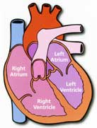 Educational illustration of a normal heart and its chambers
